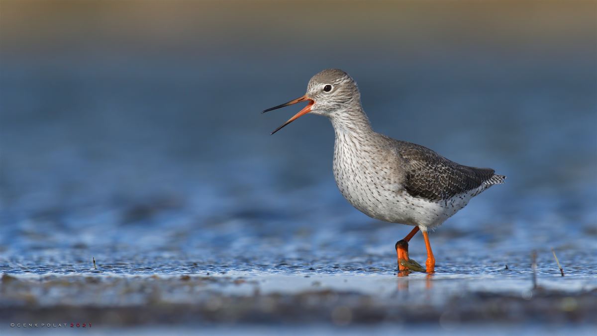 Common Redshank