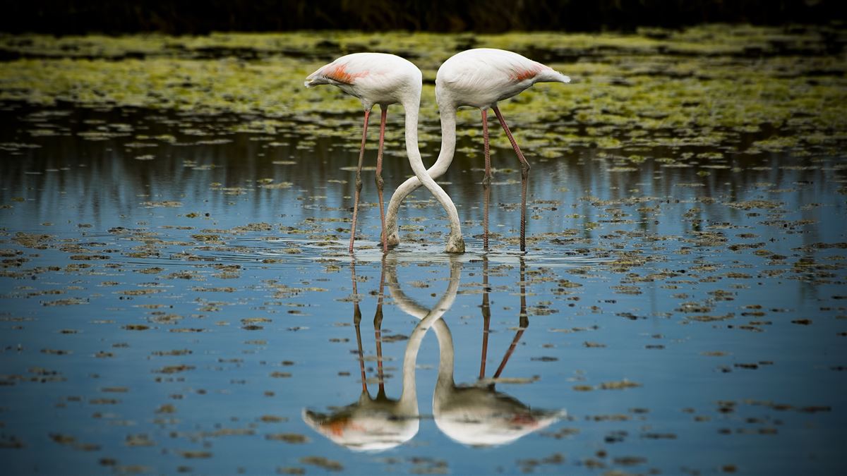 Greater Flamingo