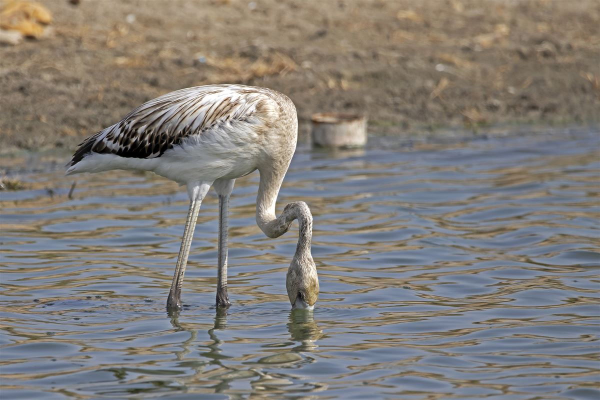 Greater Flamingo