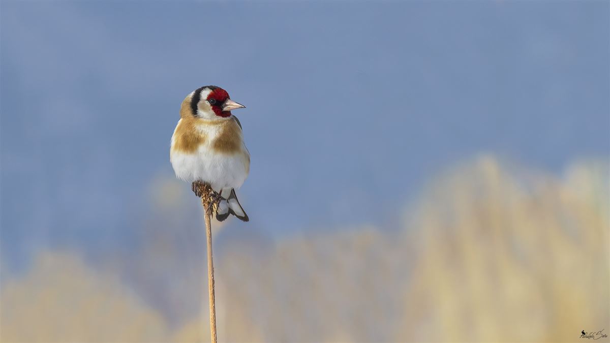 European Goldfinch