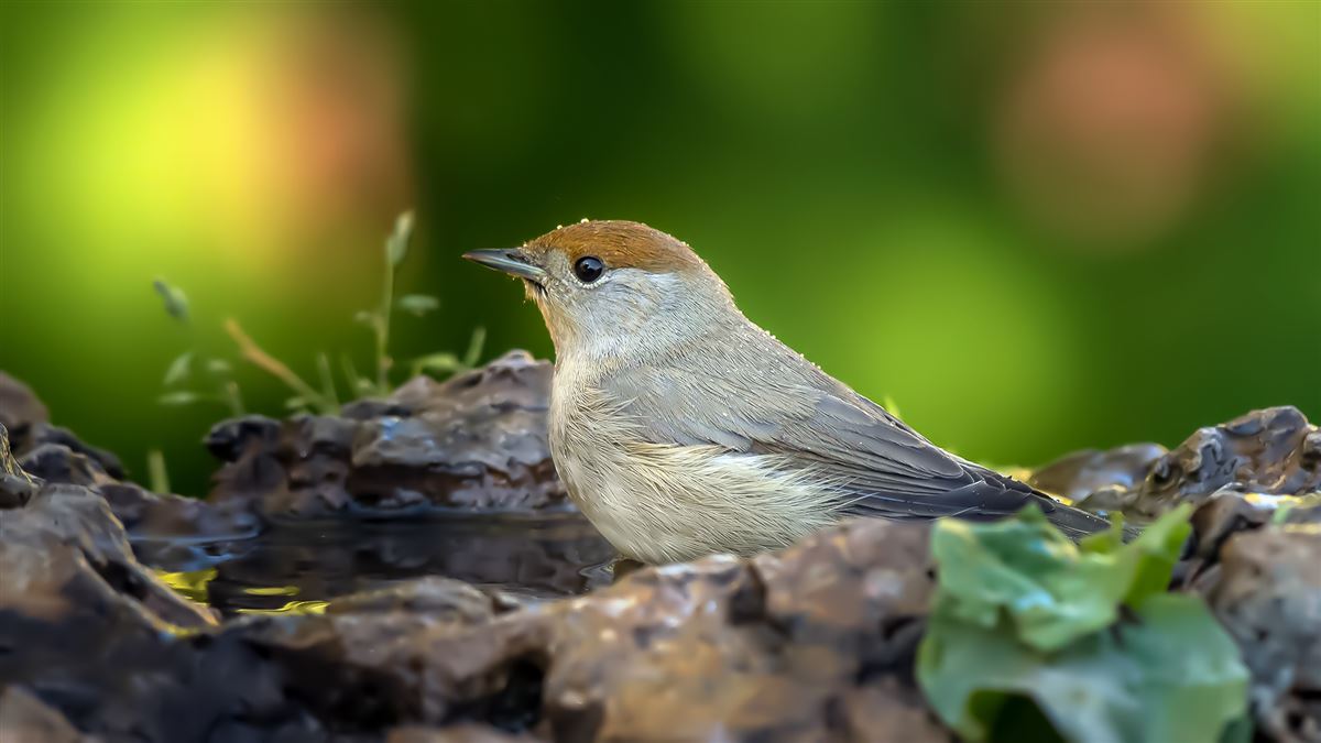Eurasian Blackcap