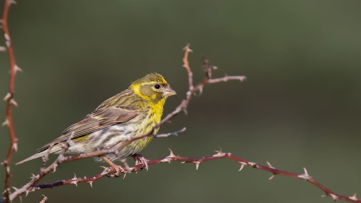 European Serin