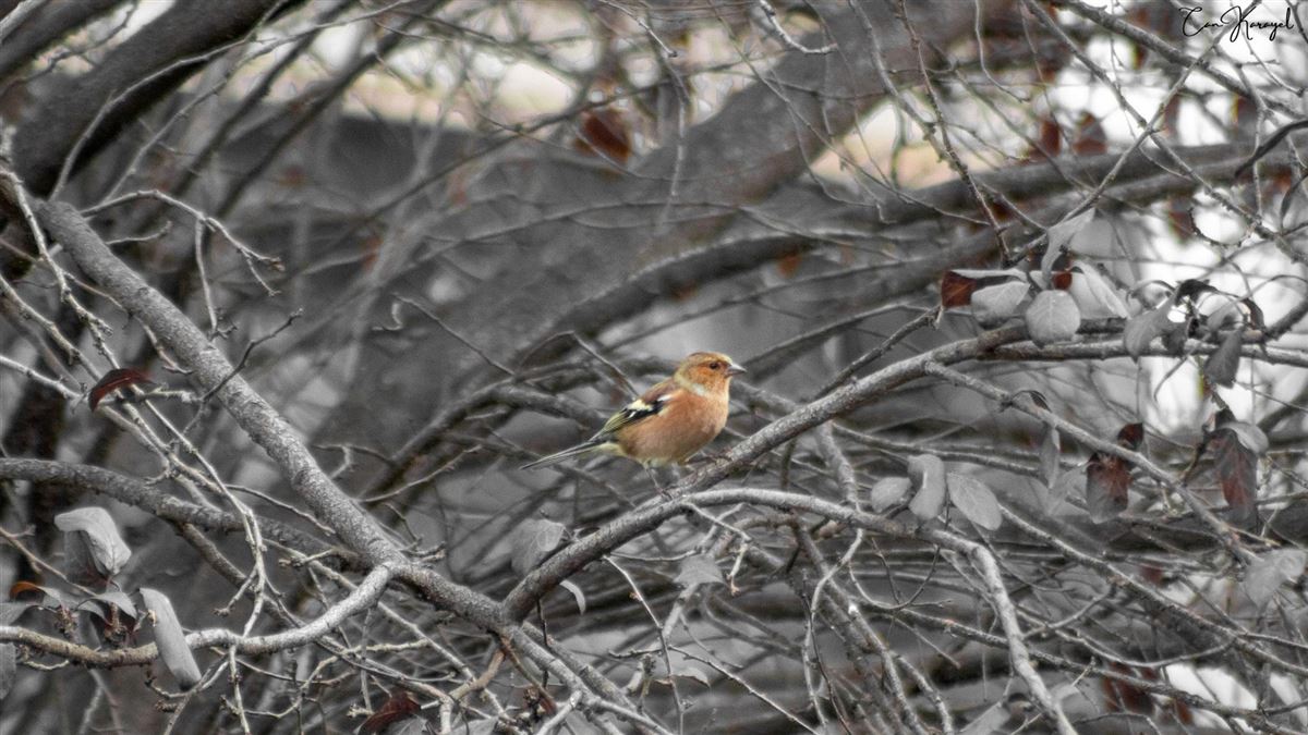 Common Chaffinch