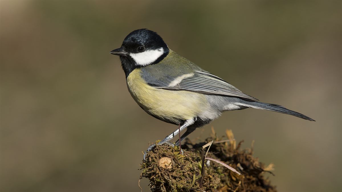Great Tit