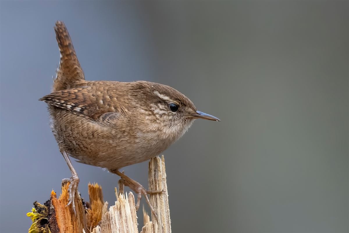 Eurasian Wren