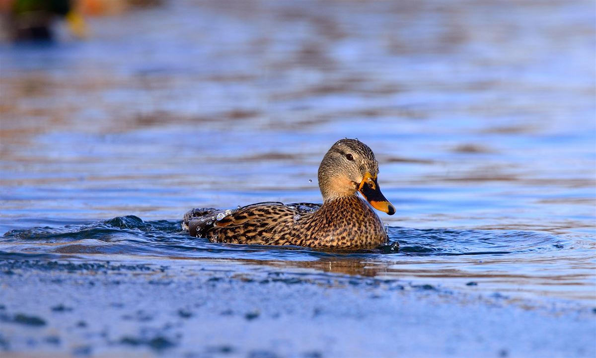 Mallard