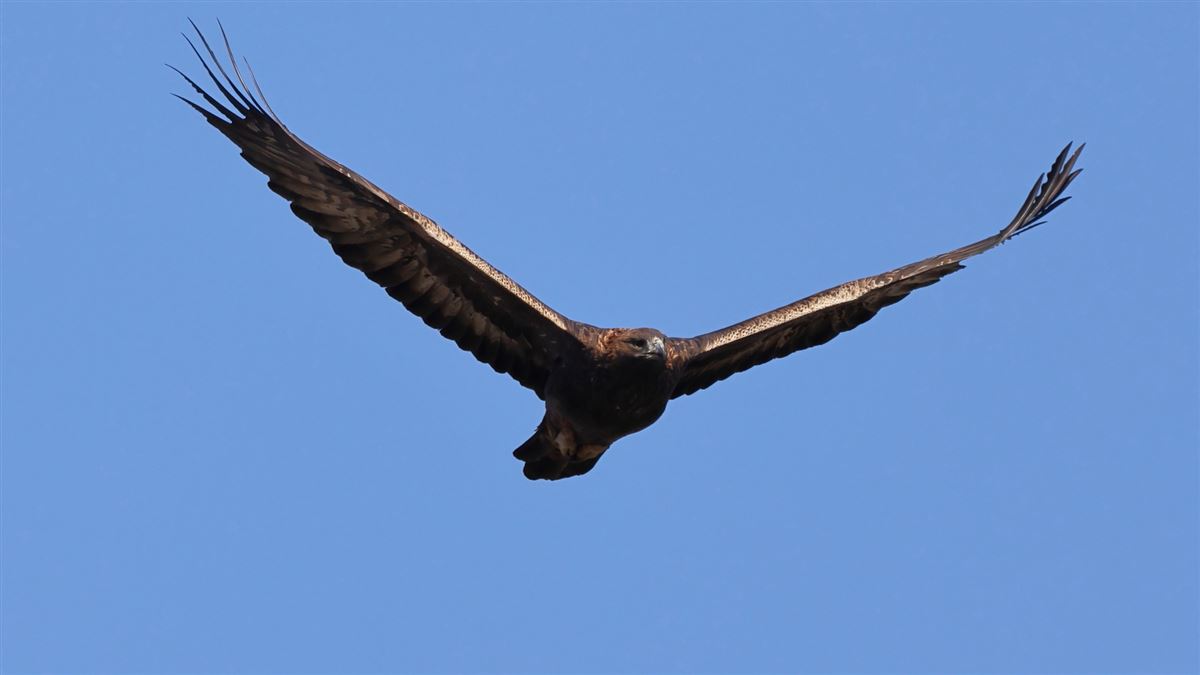 Golden Eagle