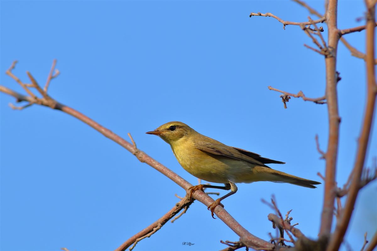 Willow Warbler