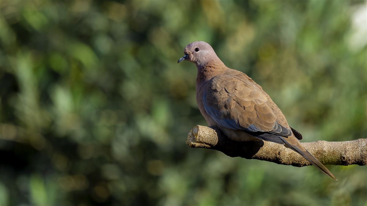 Laughing Dove