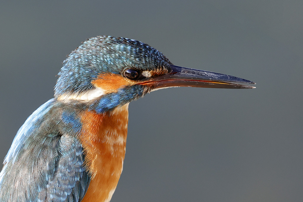 Common Kingfisher