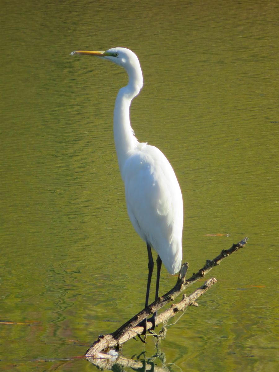 Great Egret