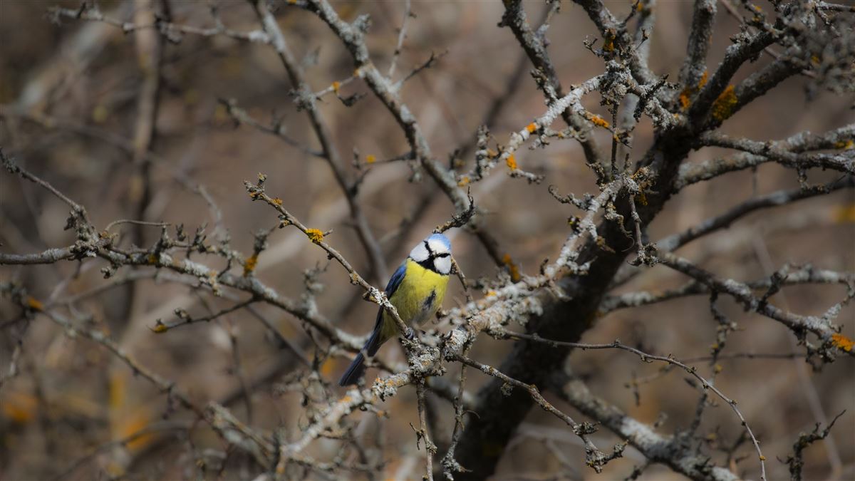 Eurasian Blue Tit