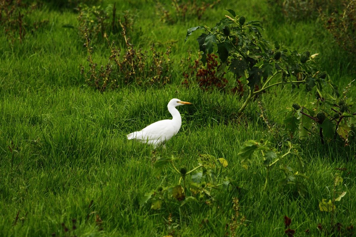 Western Cattle Egret