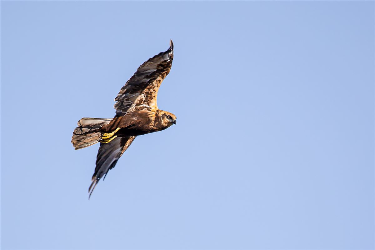 Western Marsh Harrier