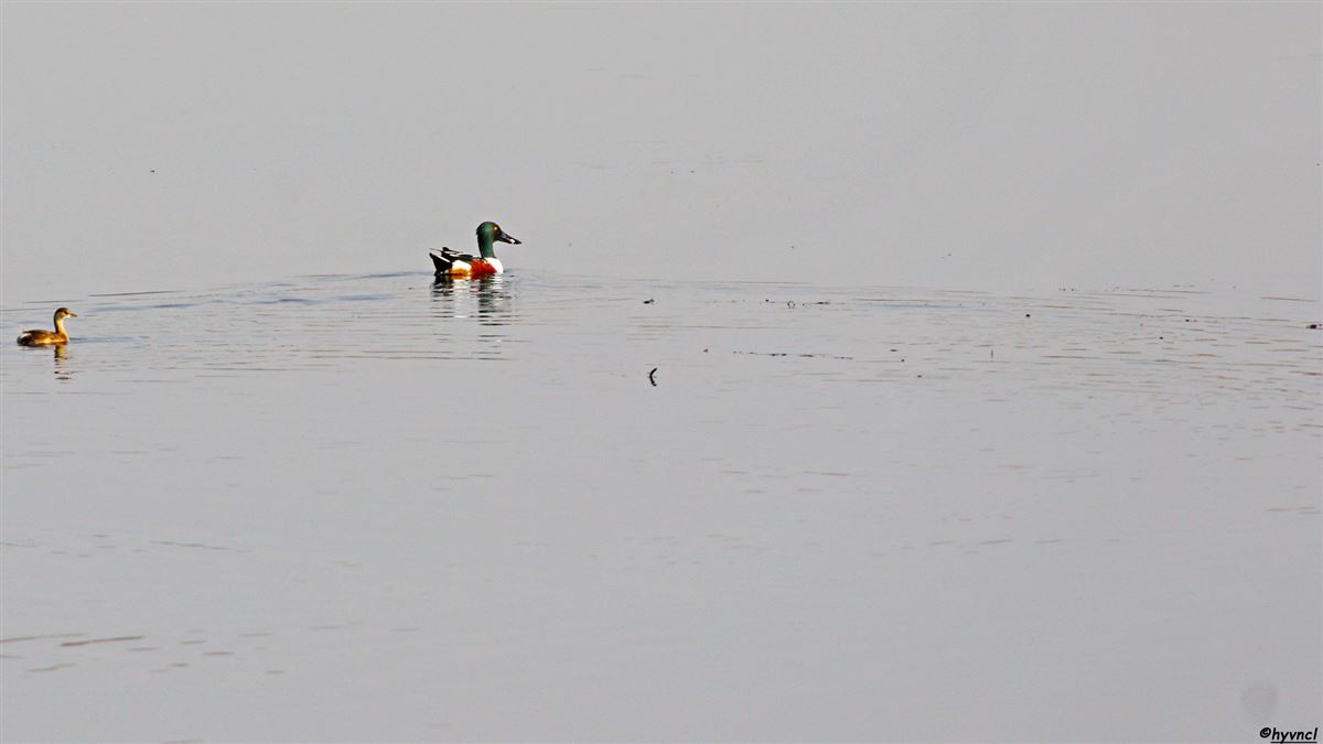 Northern Shoveler
