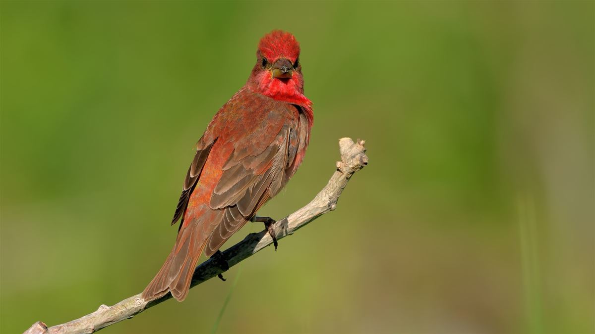 Common Rosefinch