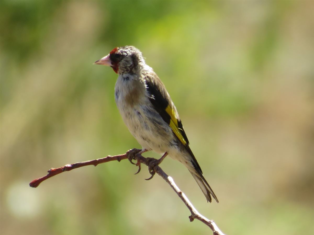 European Goldfinch