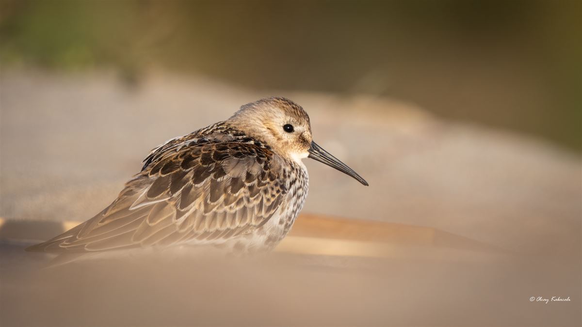 Dunlin