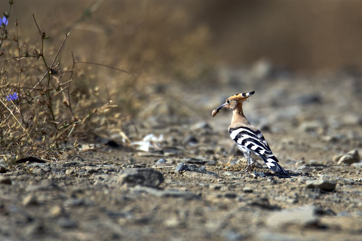 Eurasian Hoopoe
