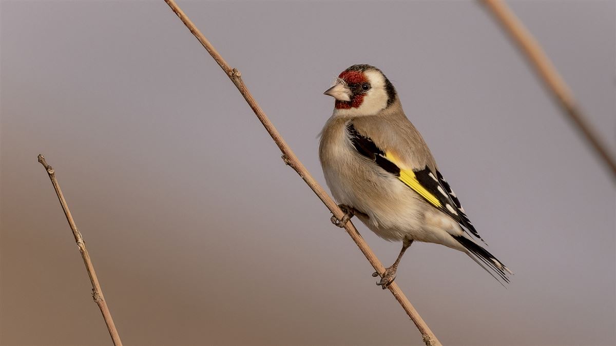 European Goldfinch