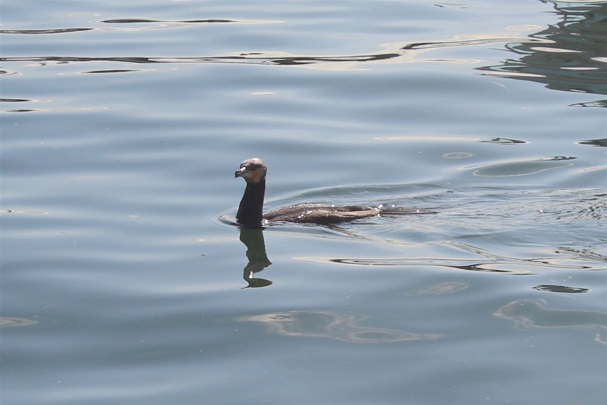Great Cormorant