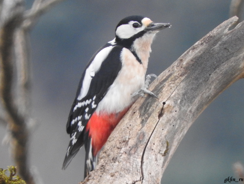 Great Spotted Woodpecker