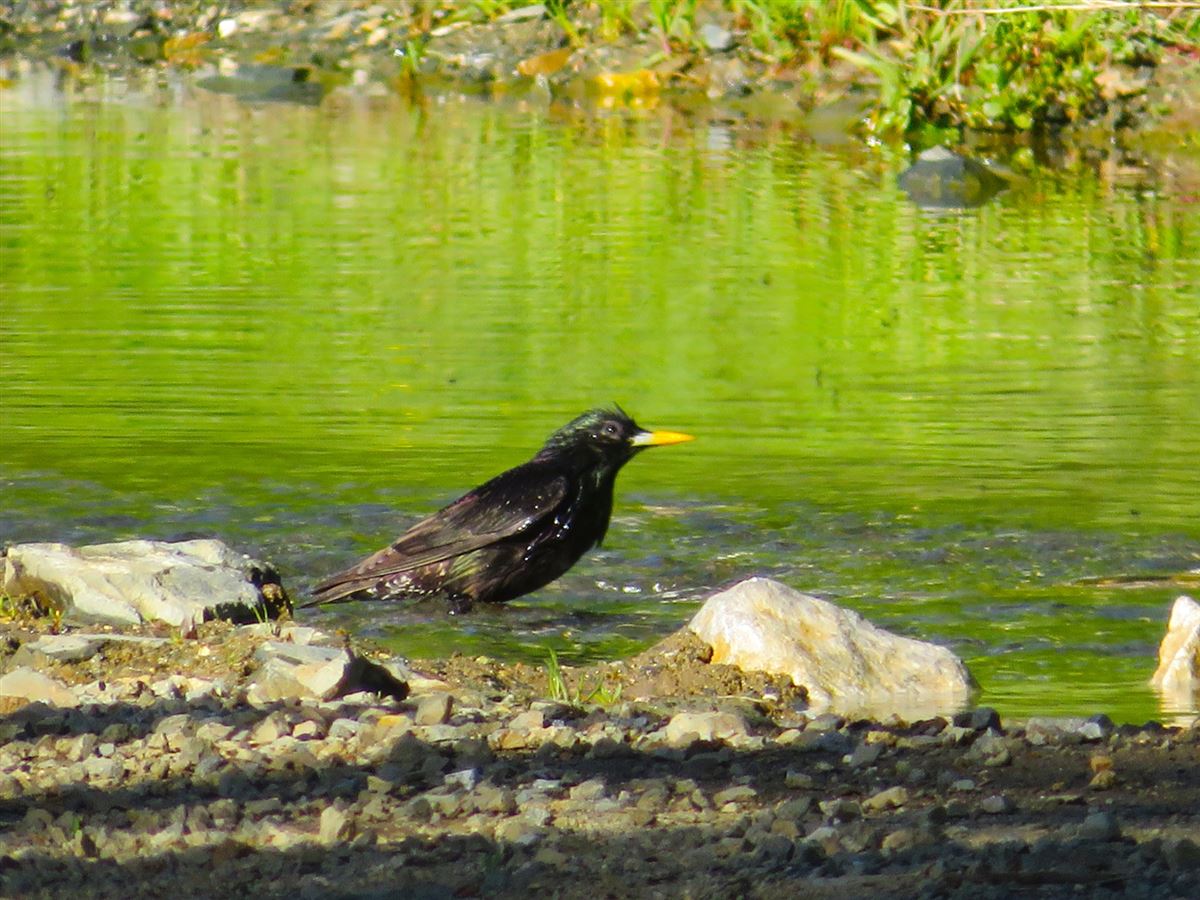 Common Starling