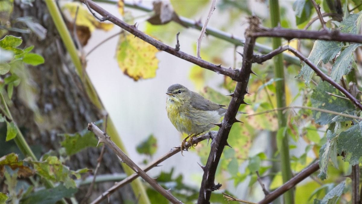 Willow Warbler