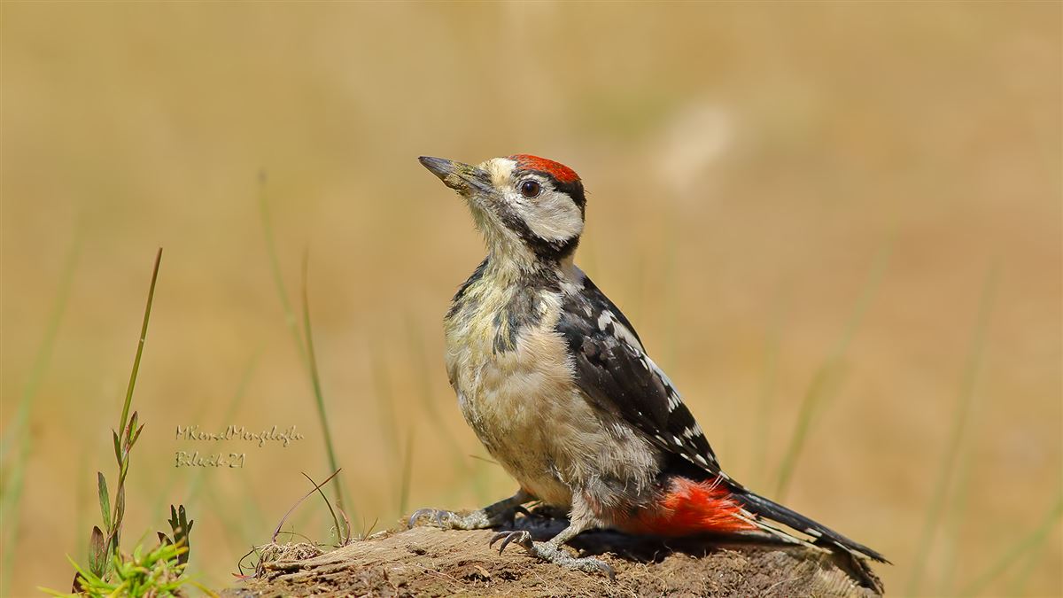Great Spotted Woodpecker