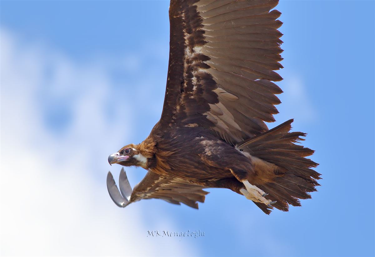 Cinereous Vulture