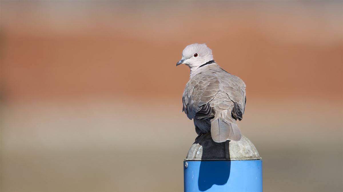 Eurasian Collared Dove