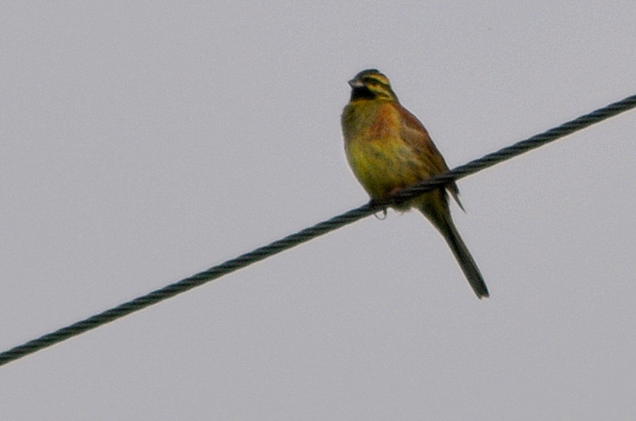 Cirl Bunting