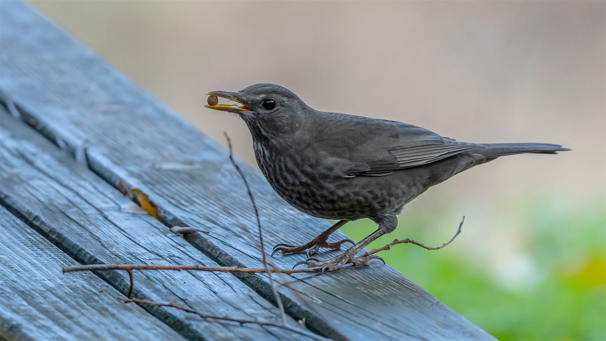 Common Blackbird