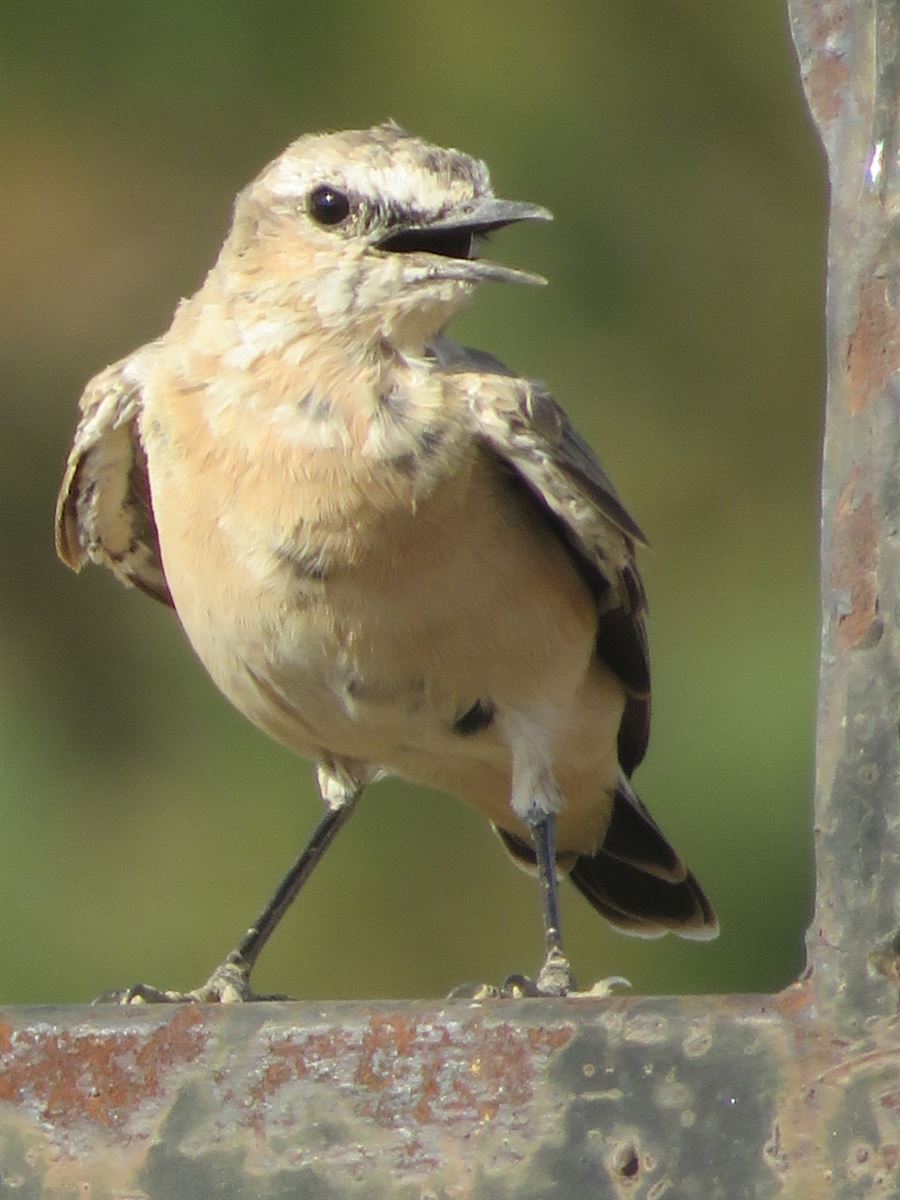 Isabelline Wheatear