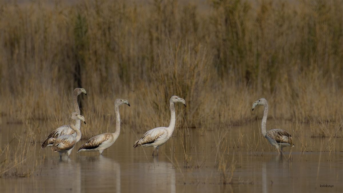 Greater Flamingo