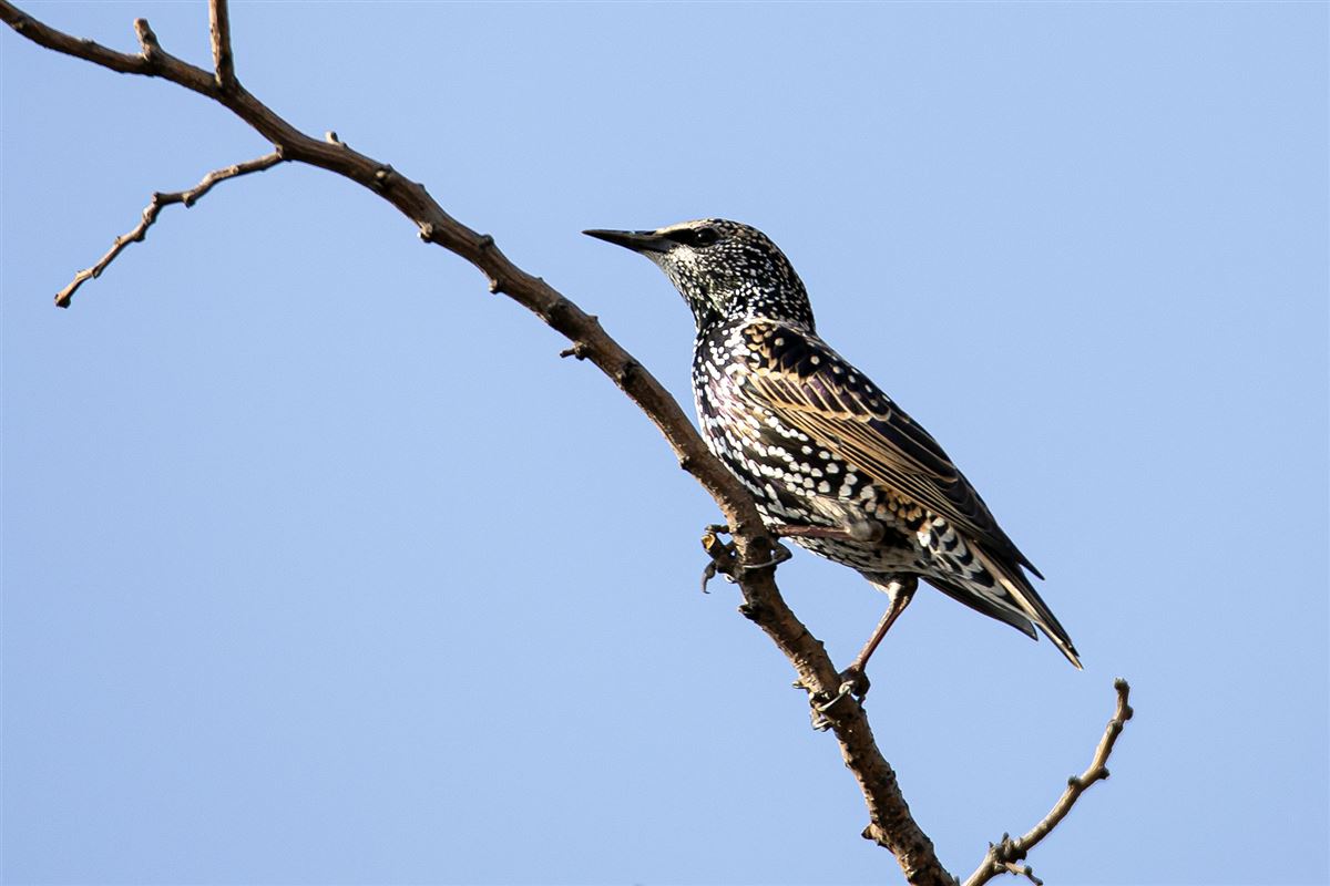 Common Starling