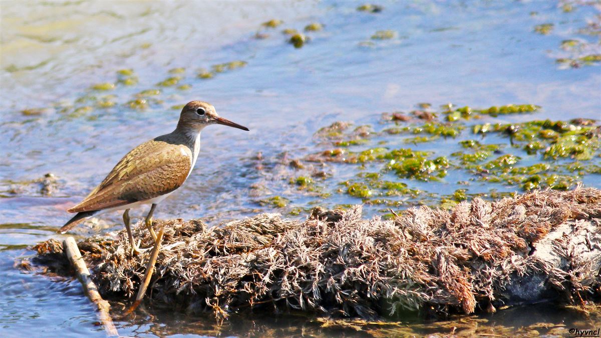Common Sandpiper
