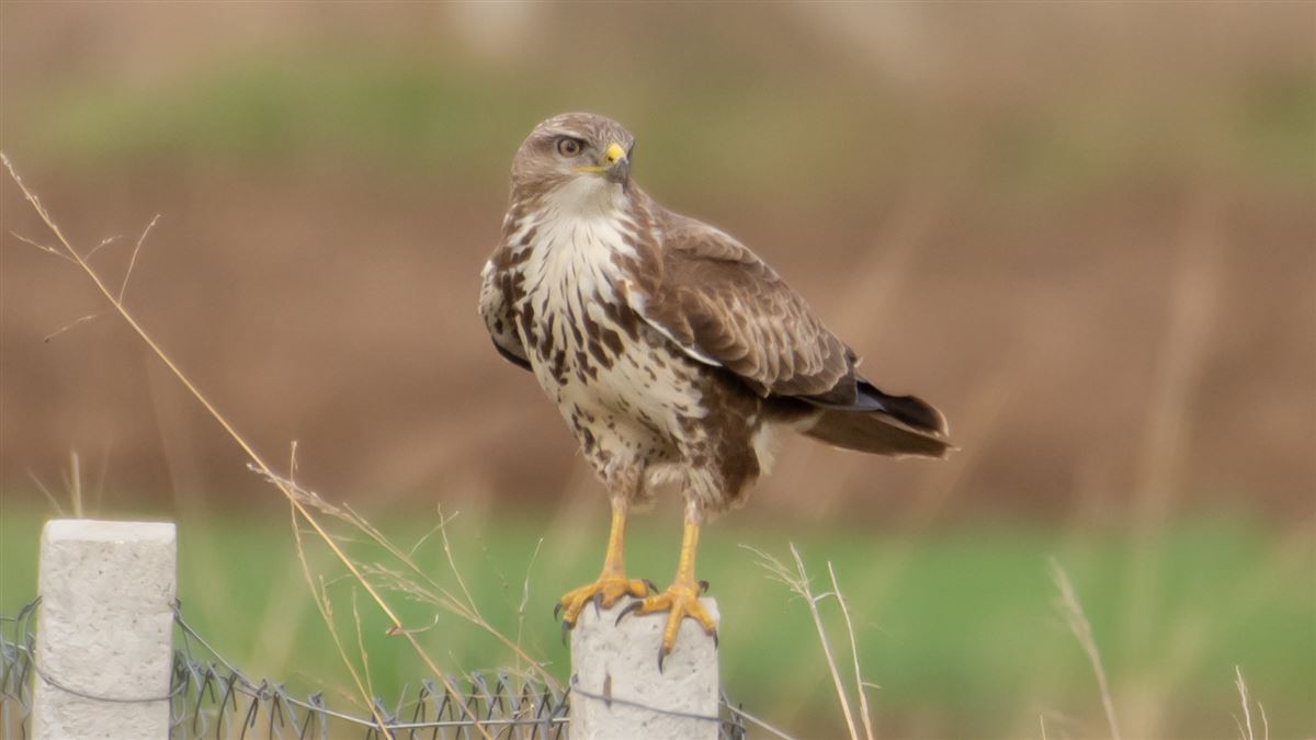 Common Buzzard