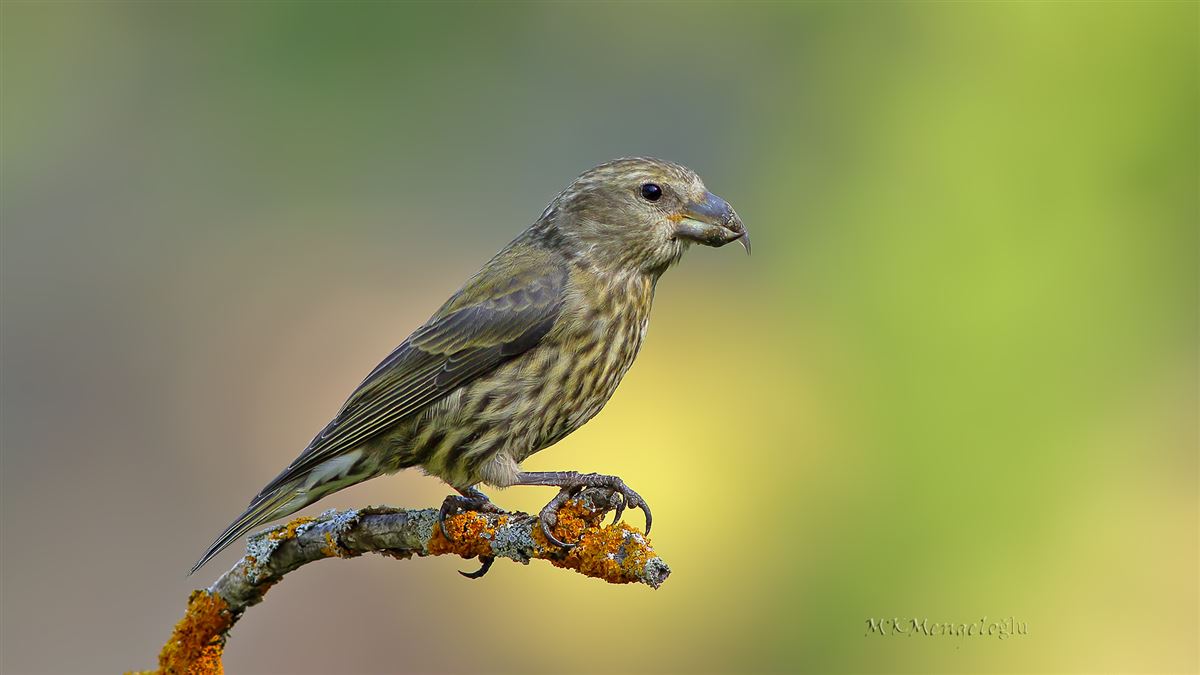 Red Crossbill