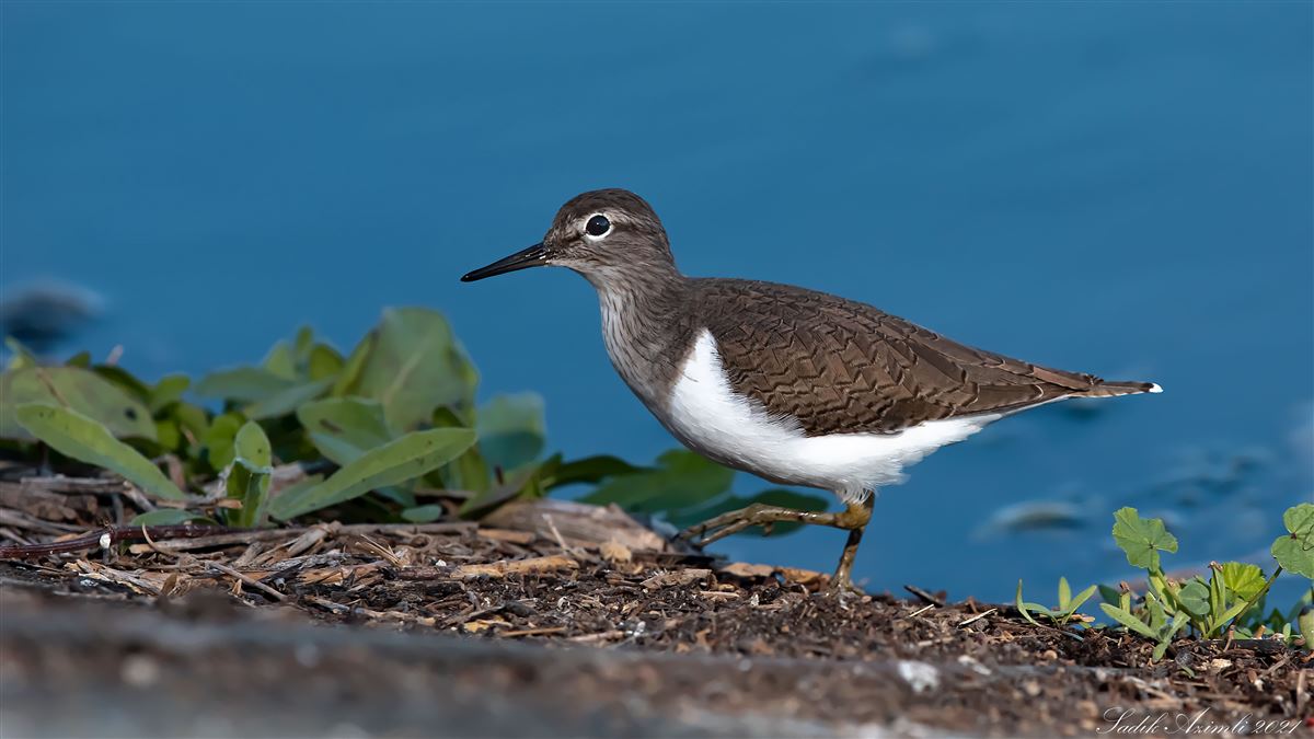 Common Sandpiper
