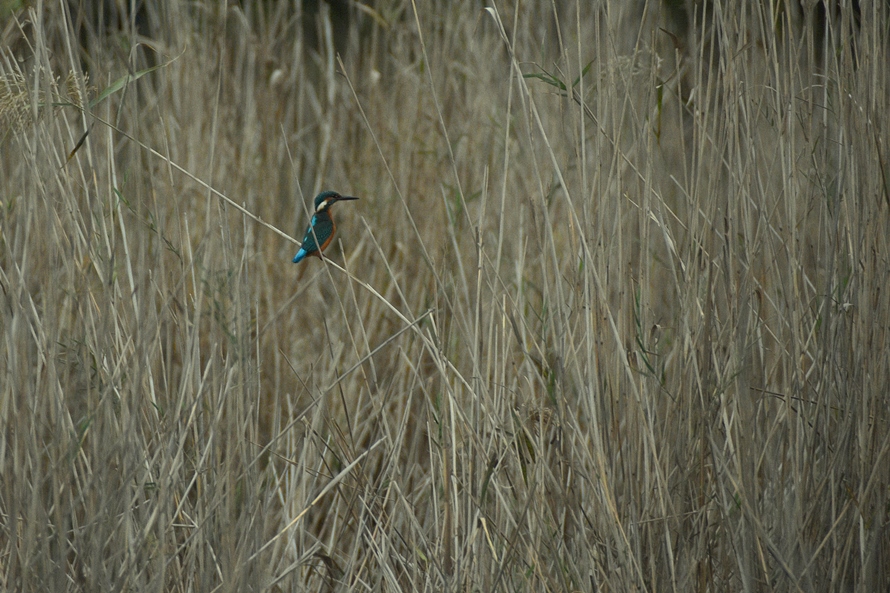 Common Kingfisher