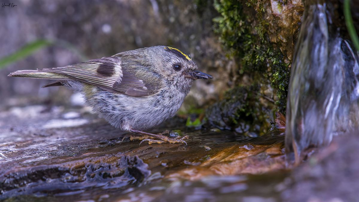 Goldcrest