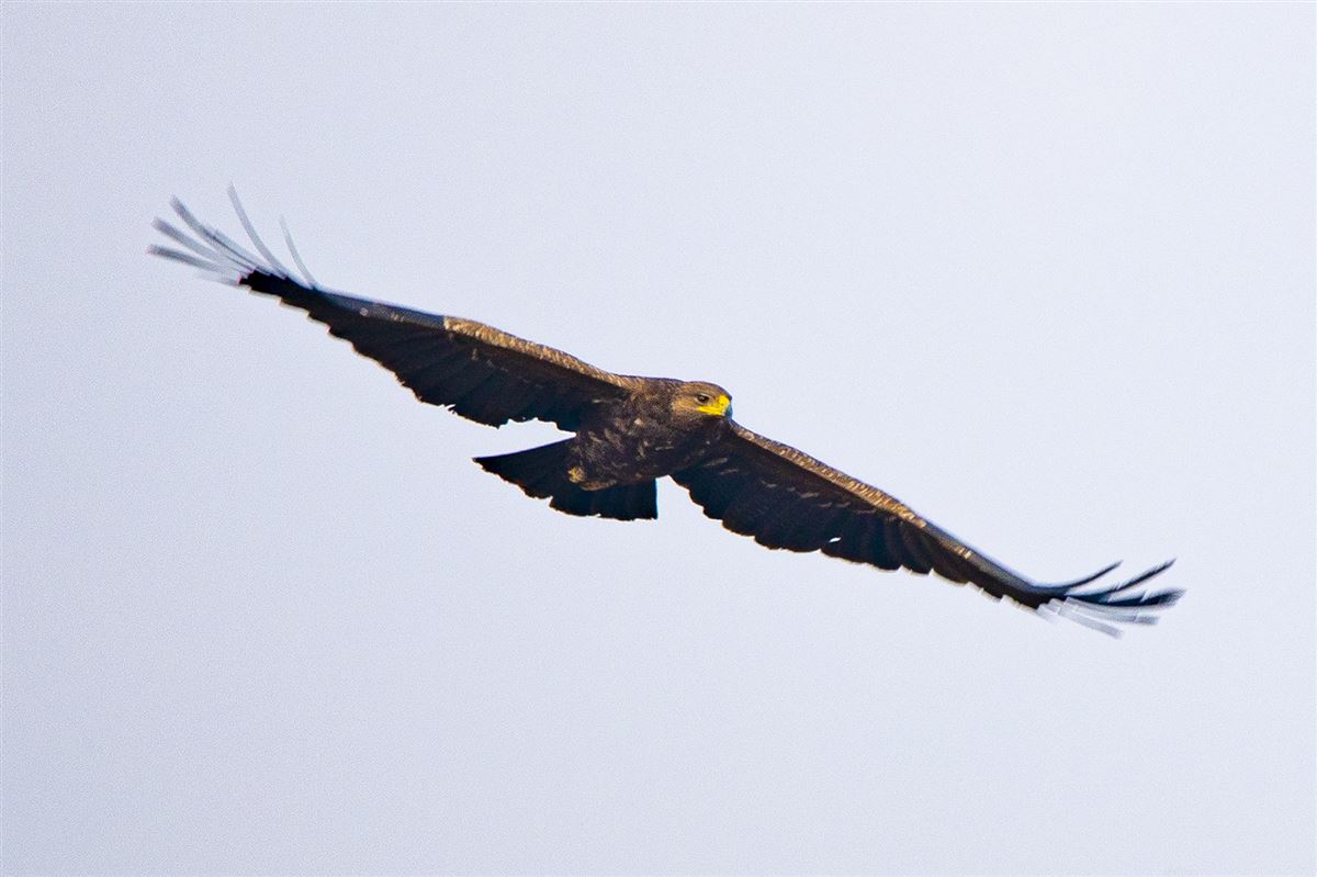 Lesser Spotted Eagle