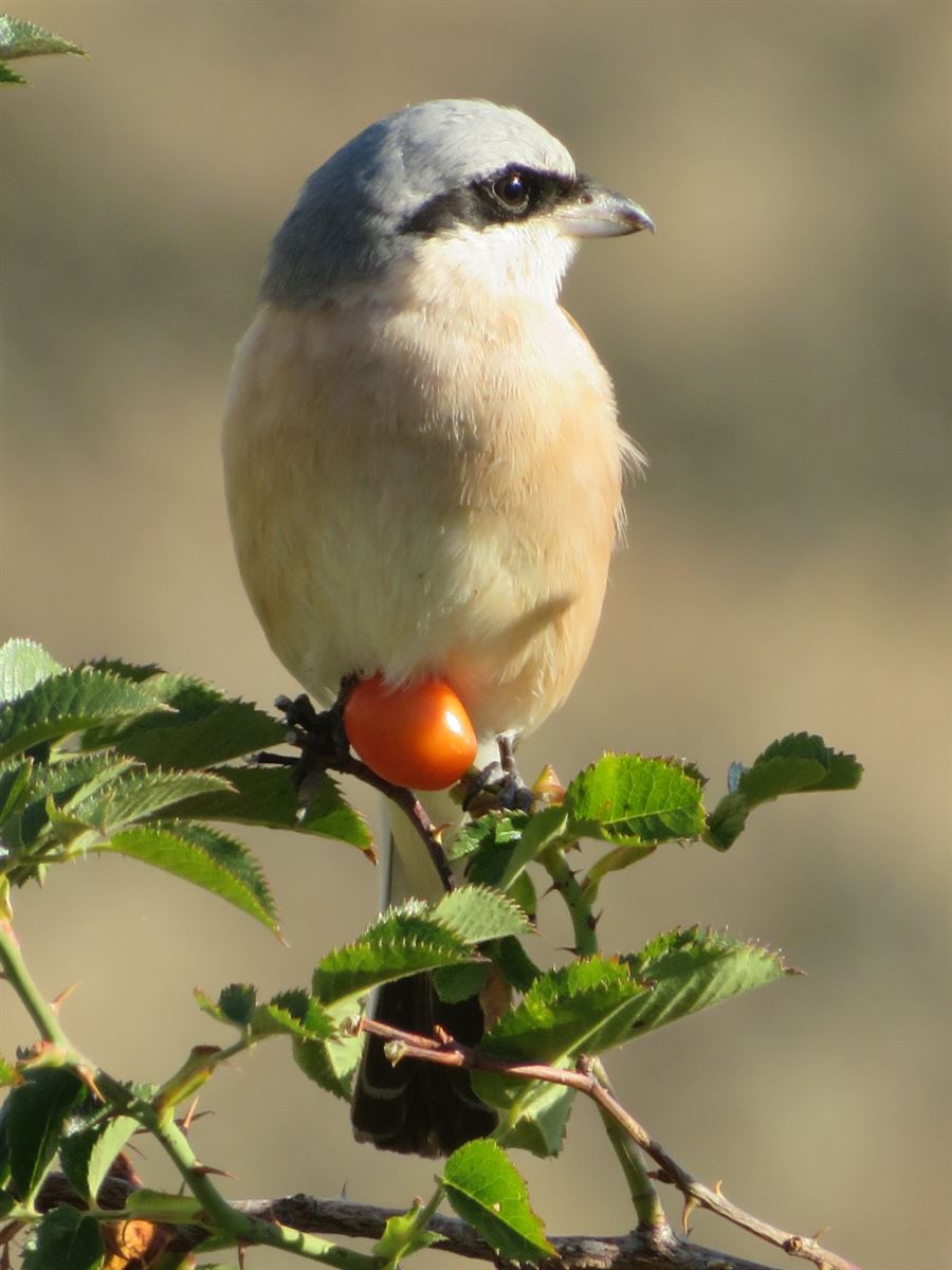 Red-backed Shrike