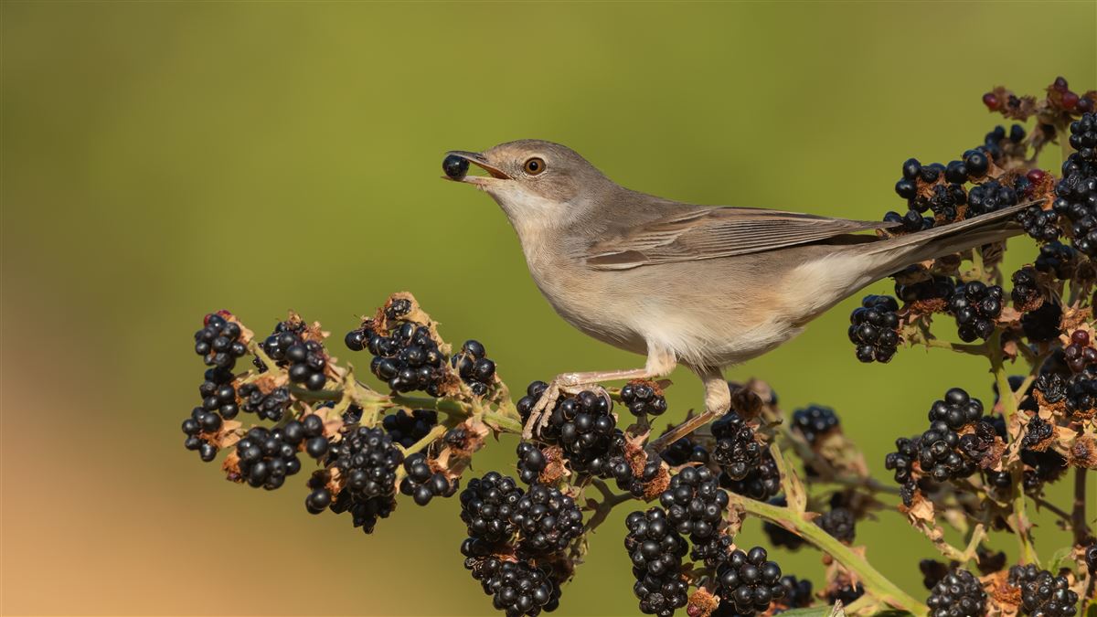 Common Whitethroat