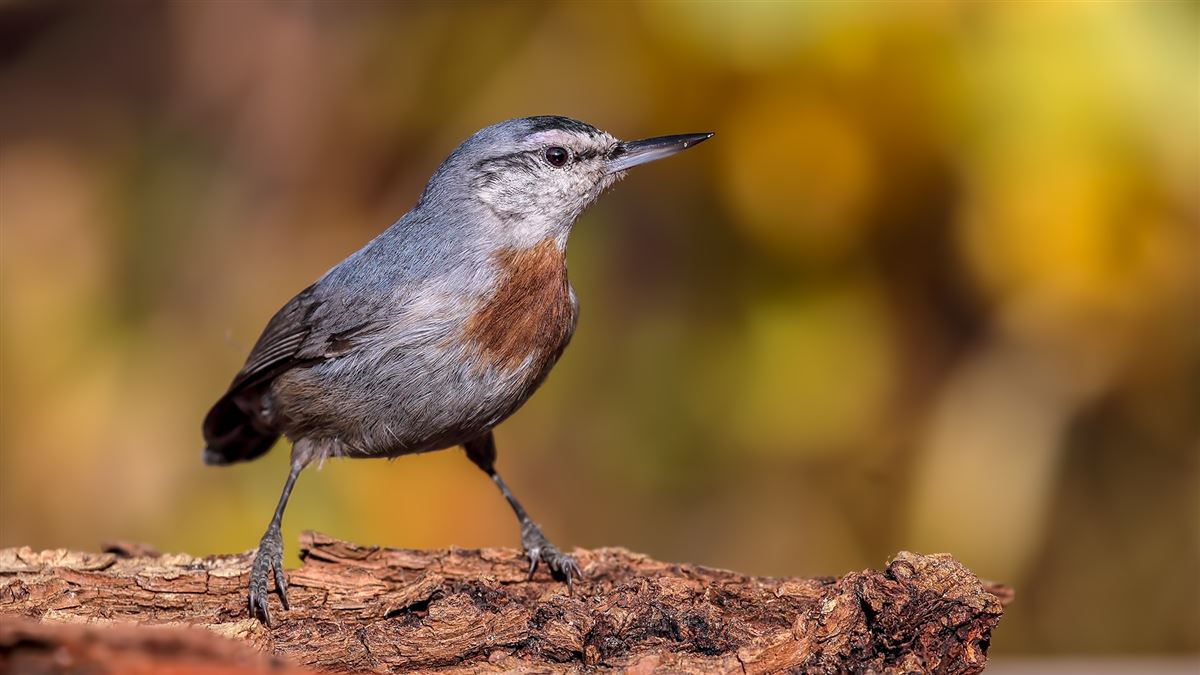 Krüper`s Nuthatch