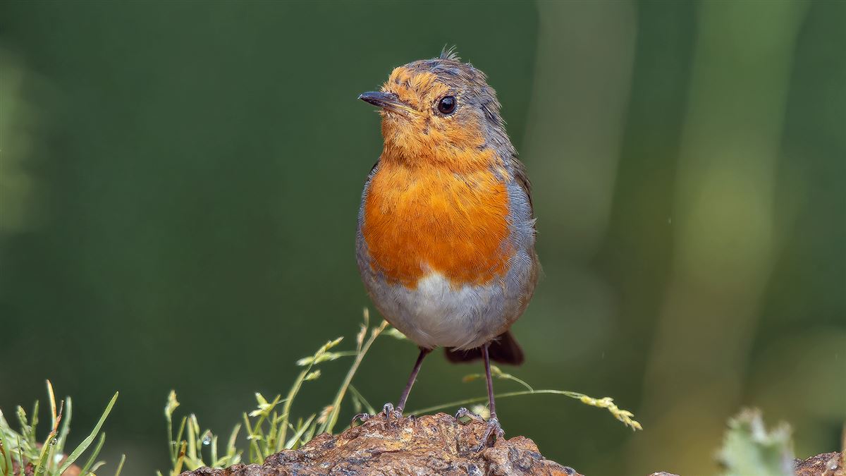 European Robin