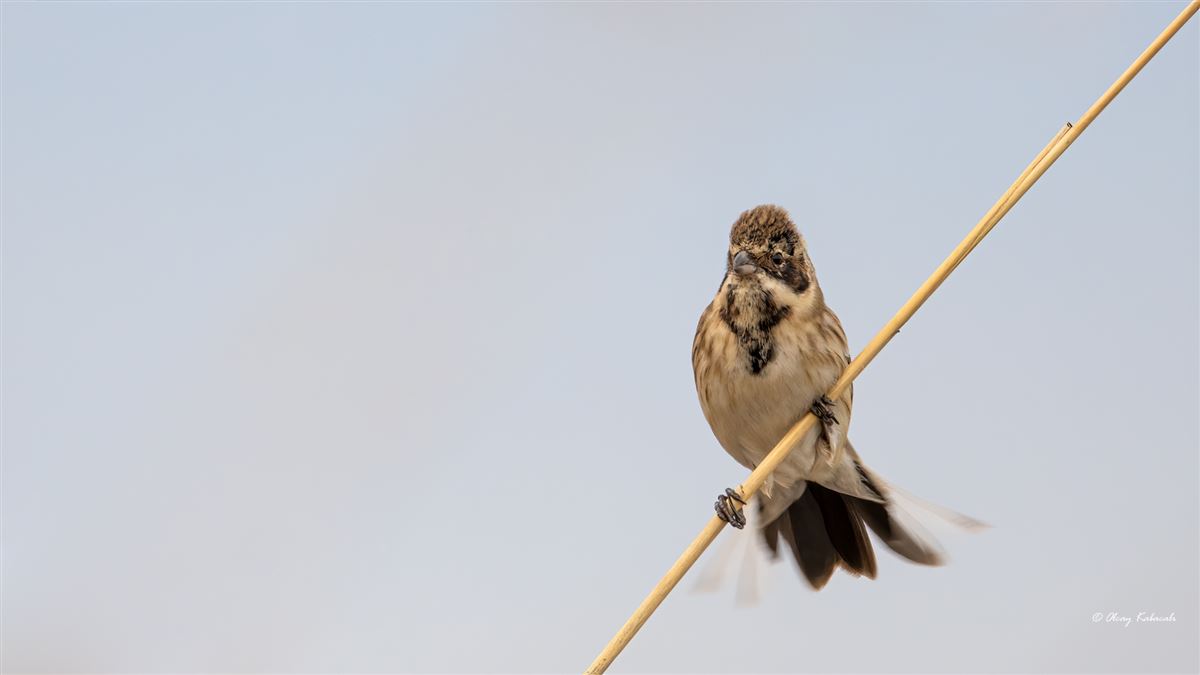 Common Reed Bunting