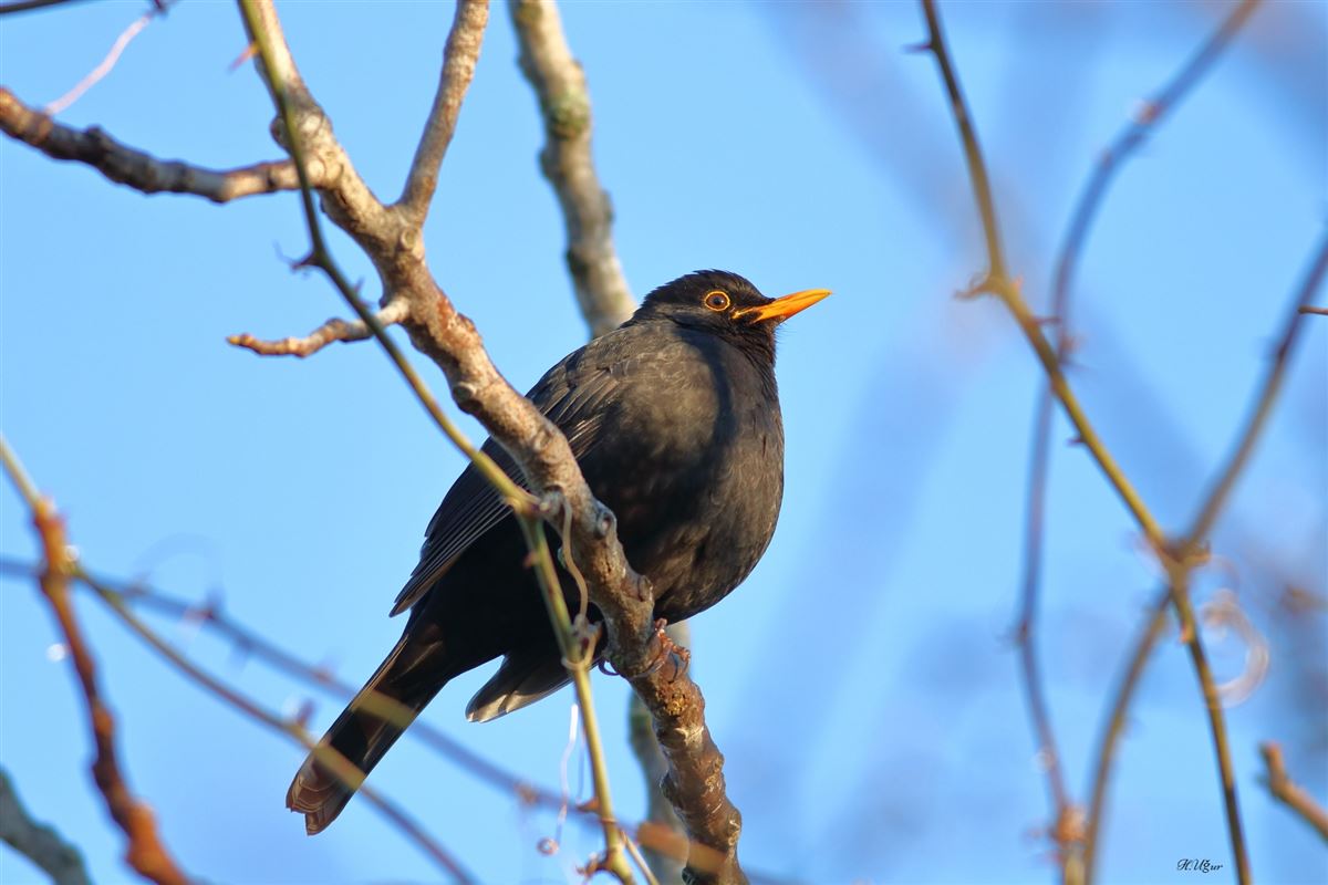 Common Blackbird