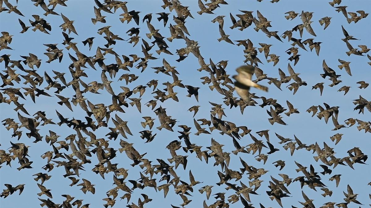 Common Starling